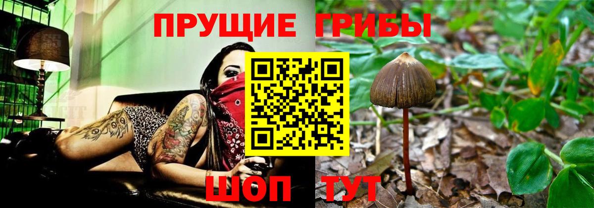 Псилоцибиновые грибы Psilocybe Великий Устюг